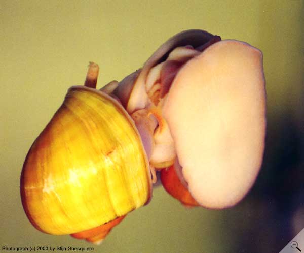 Kopulacja Pomacea bridgesi