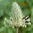 Babka lancetowata (Plantago lanceolata)