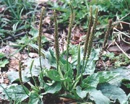 Babka zwyczajna (Plantago major)
