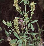 Lucerna siewna