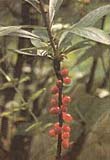 Wawrzynek Wilcze�yko (Daphne mezereum)
