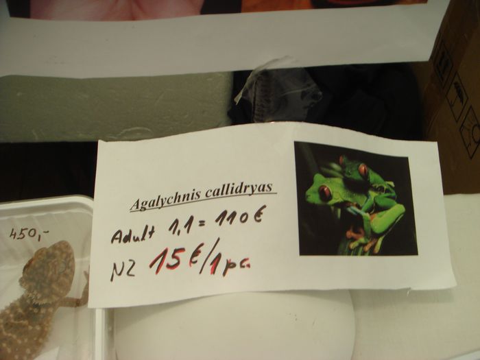 DSC08248.JPG