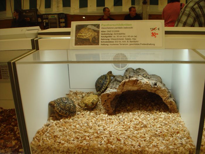 DSC08261.JPG