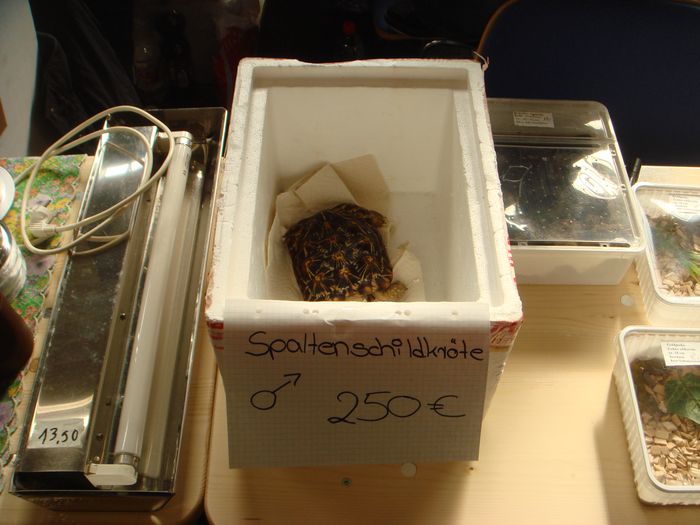 DSC08470.JPG