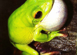 Odgłos godowy u żab