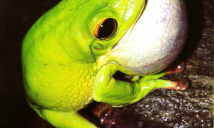 Odgłos godowy u żab