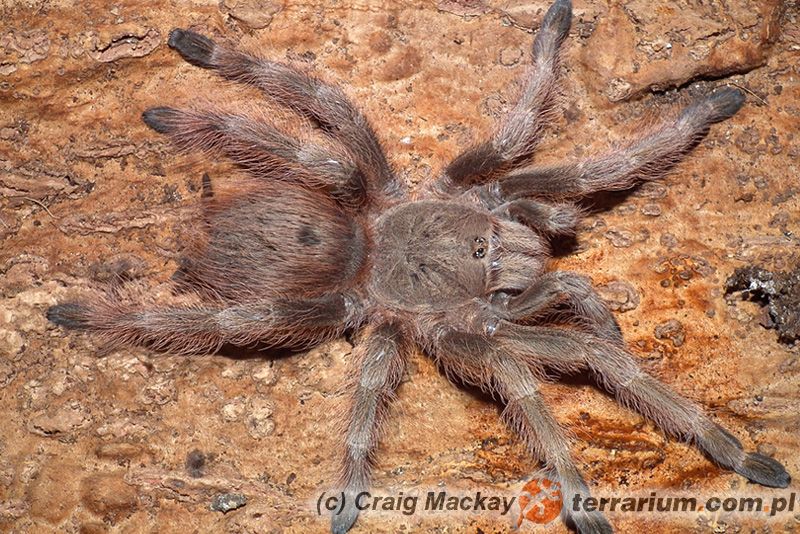 Nhandu tripepii – ptasznik – samica