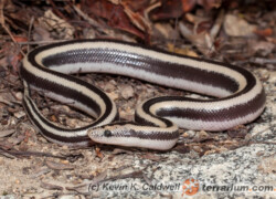 Lichanura trivirgata – boa różany