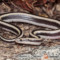 Lichanura trivirgata – boa różany