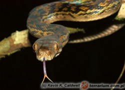 Morelia amethystina – pyton ametystowy