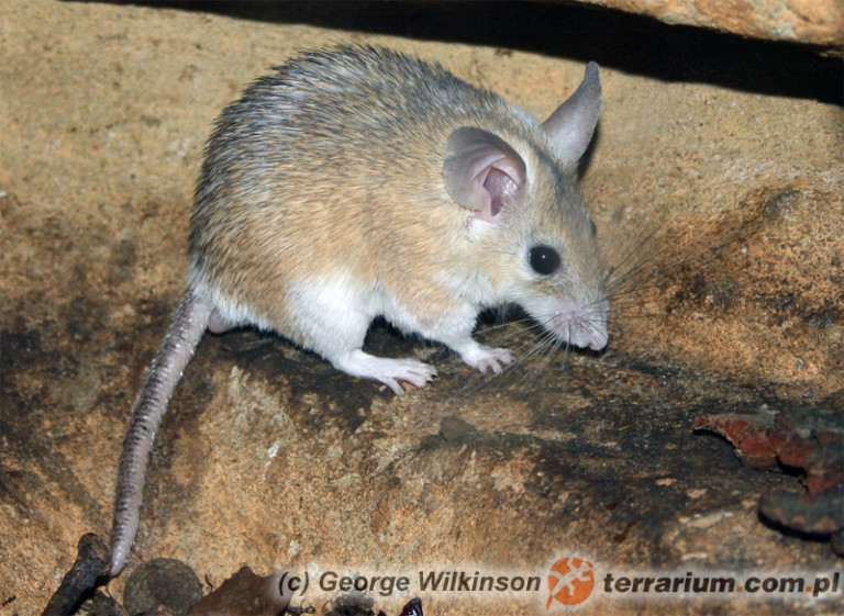 cahirinus mysz kolczasta* Terrarium