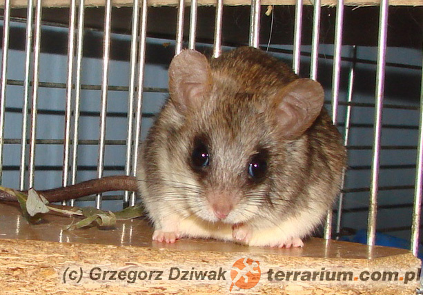 Thallomys nigricauda – akacjoszczur czarnoogonowy