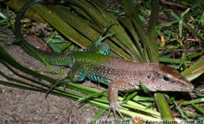 Ameiva ameiva – ameiwa zielona
