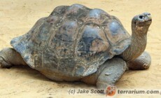 Chelonoidis niger – żółw słoniowy