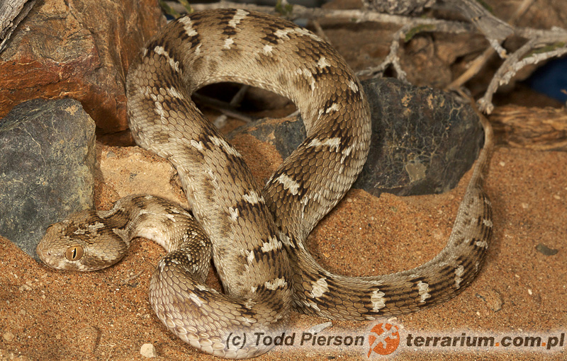 Echis carinatus – efa piaskowa