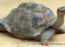 Chelonoidis niger – żółw słoniowy