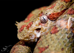 Bothriechis schlegelii – żararaka rogata