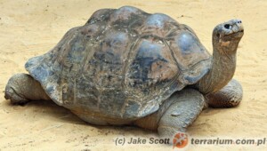Chelonoidis niger – żółw słoniowy