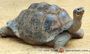 Chelonoidis niger – żółw słoniowy