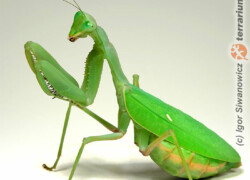Sphodromantis baccettii – modliszka