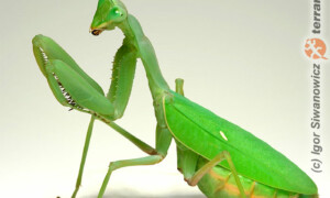 Sphodromantis baccettii – modliszka