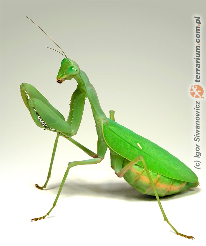 Sphodromantis baccettii – modliszka