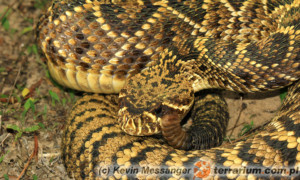 Crotalus adamanteus – grzechotnik diamentowy