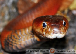 Naja pallida – kobra czerwona