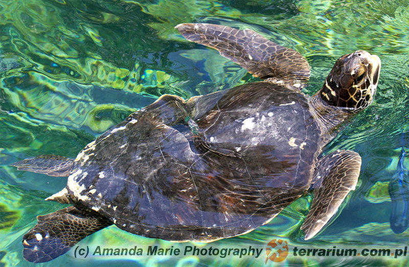 Chelonia mydas - żółw zielony