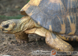 Astrochelys radiata – żółw promienisty