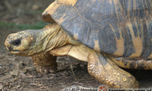 Astrochelys radiata - żółw promienisty