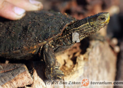 Mauremys caspica – żółw kaspijski