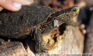 Mauremys caspica – żółw kaspijski