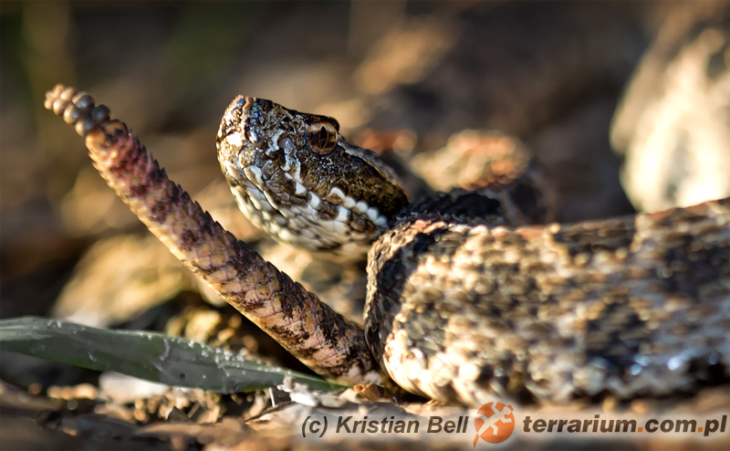 Sistrurus miliarius – grzechotnik karłowaty