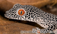 Strophurus spp.