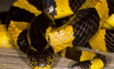 Bungarus fasciatus – krajta żółtopręga