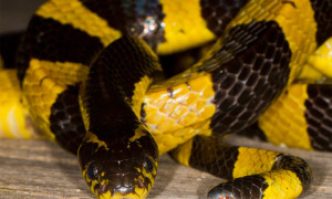 Bungarus fasciatus – krajta żółtopręga