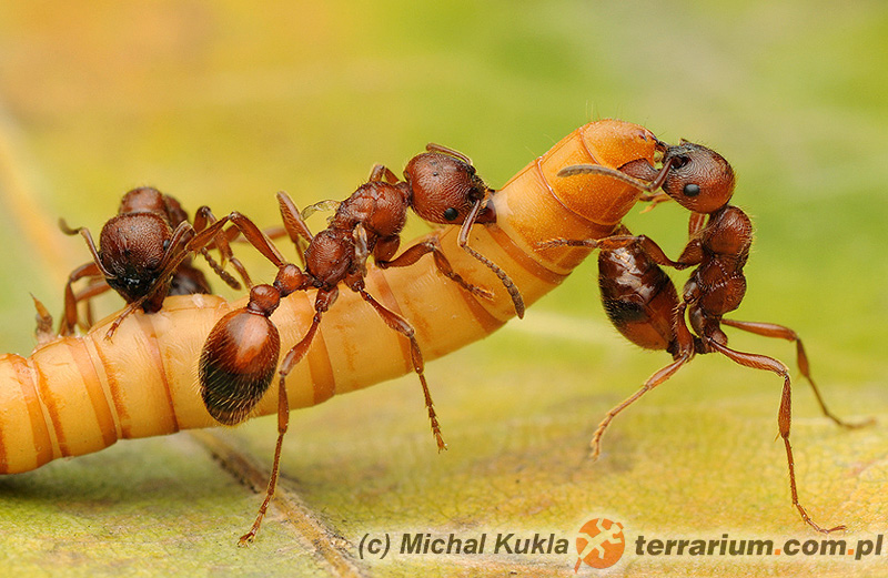 Manica rubida – wścieklica dorodna