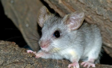 Thallomys nigricauda – akacjoszczur czarnoogonowy