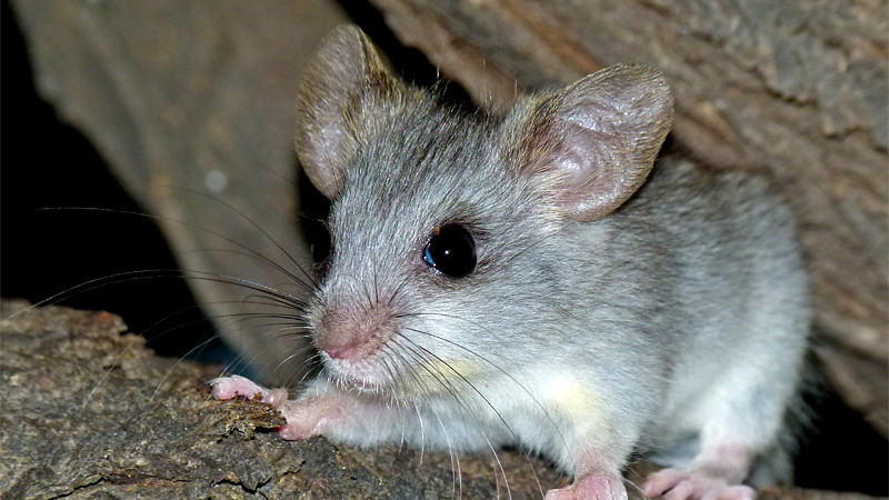 Thallomys nigricauda – akacjoszczur czarnoogonowy