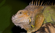 Iguana iguana – legwan zielony