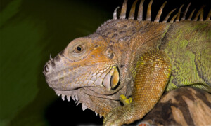 Iguana iguana – legwan zielony