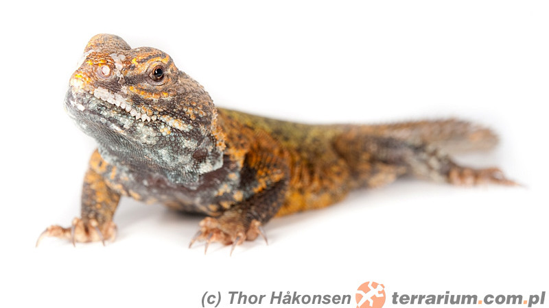 Uromastyx acanthinura – biczogon afrykański