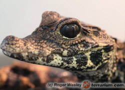 Osteolaemus tetraspis – krokodyl krótkopyski