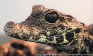 Osteolaemus tetraspis – krokodyl krótkopyski
