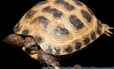 Testudo horsfieldii – żółw stepowy