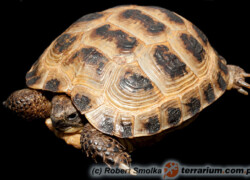 Testudo horsfieldii – żółw stepowy