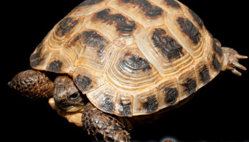 Testudo horsfieldii – żółw stepowy