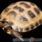 Testudo horsfieldii – żółw stepowy