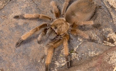 Aphonopelma moderatum – ptasznik
